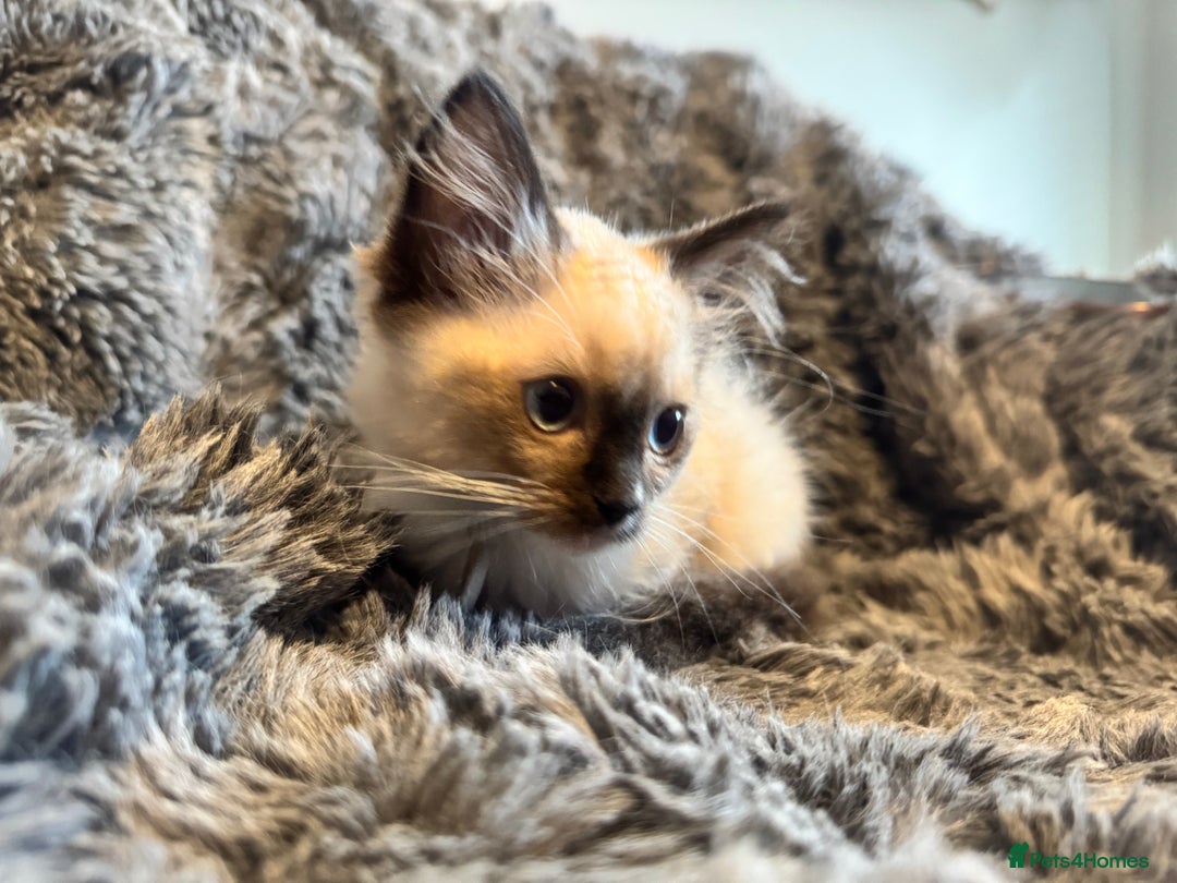 Ragdoll cats for sale: Gorgeous Pedigree Ragdolls  - Image 20