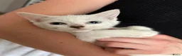 Mixed Breed cats for sale: 2 beautiful kittens for sale  - Advert 4