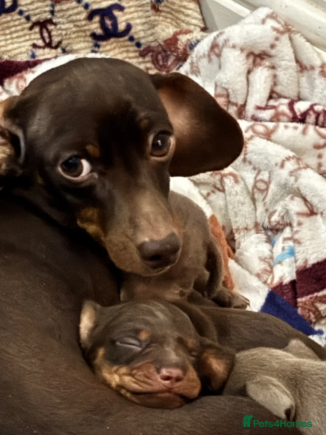 Dachshund dogs for sale: Dachshound Rabbit sized puppies stunning  in Blackpool - Advert 1