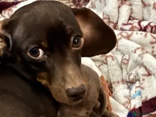 Dachshund dogs Dachshound Rabbit sized puppies stunning - Advert 2