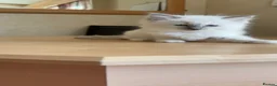 Ragdoll cats for sale: Beautiful Ragdols - Advert 11