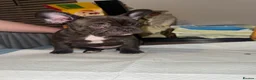 French Bulldog dogs for sale: French bulldog puppies  - Advert 8