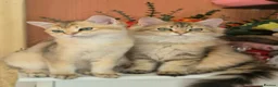 British Longhair cats for sale: British Longhair/Shorthair black golden shaded  - Advert 18