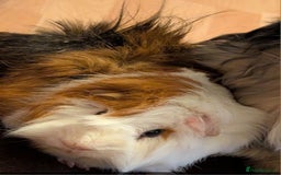 Guinea Pig rodents for sale: 3 males for rehome - Image 3