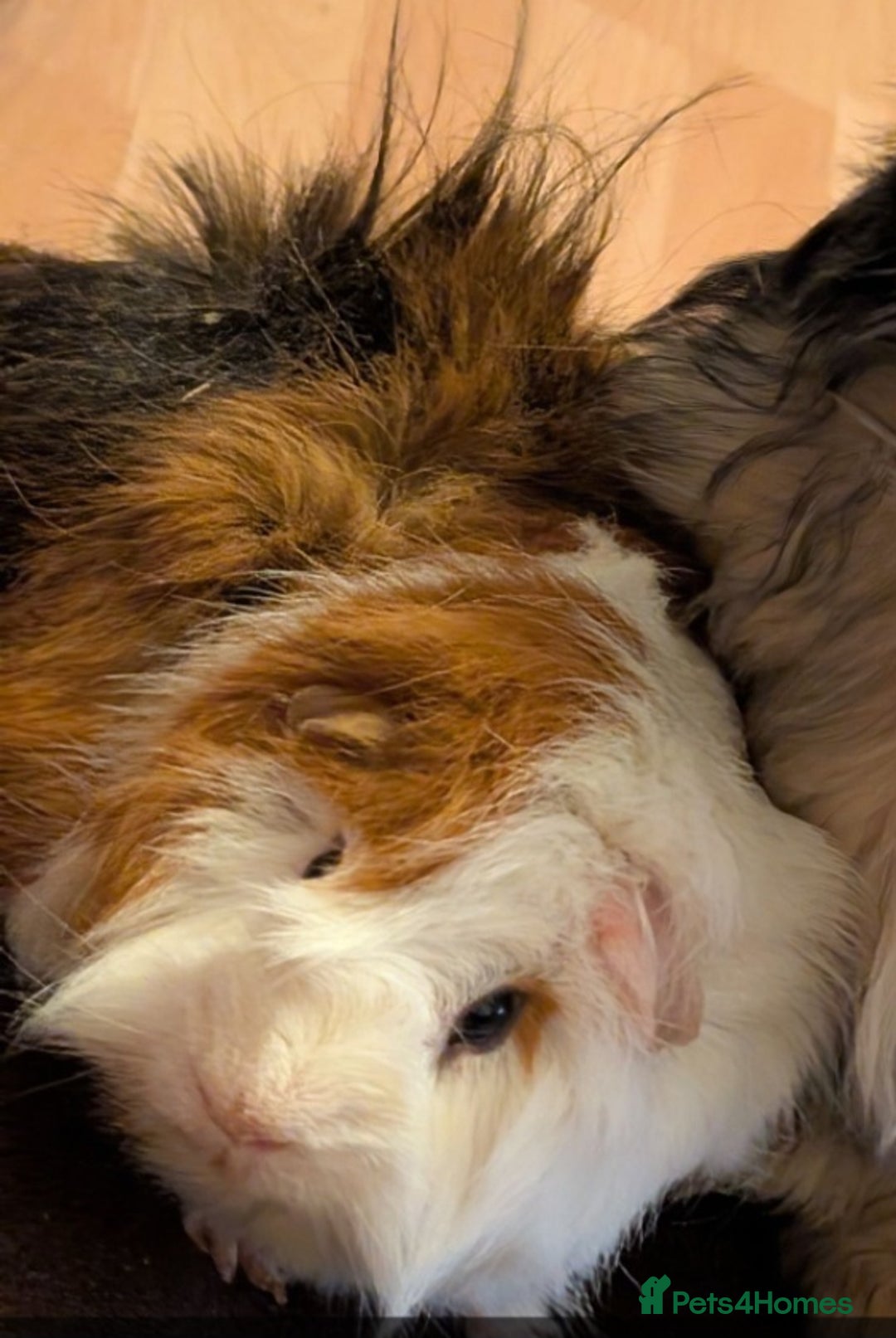 Guinea Pig rodents for sale: 3 males for rehome - Image 3