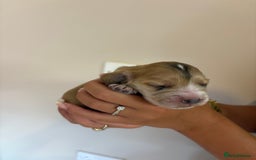 Cocker Spaniel dogs for sale: Show type cocker spaniel  - Image 19