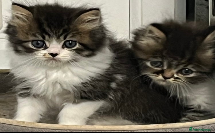 Turkish Angora cats - Advert 1