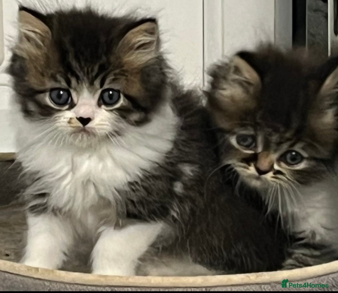 Turkish Angora cats for sale: Turkish Angora x Persian  - Image 1