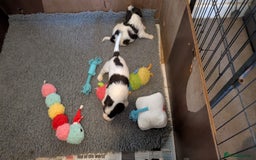 English Springer Spaniel dogs for sale: English Springer puppy *READY NOW* - Image 13