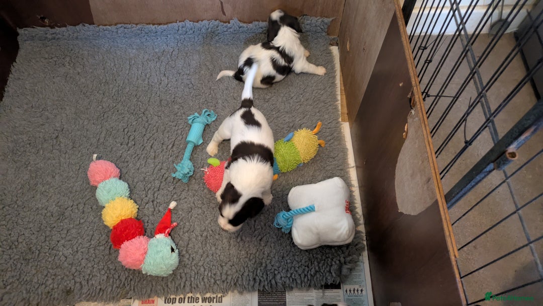English Springer Spaniel dogs for sale: English Springer puppy *READY NOW* - Image 13