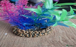 Other/Mixed Breed fish for sale: 60ltr Fishtank with Accessories Only - Image 7