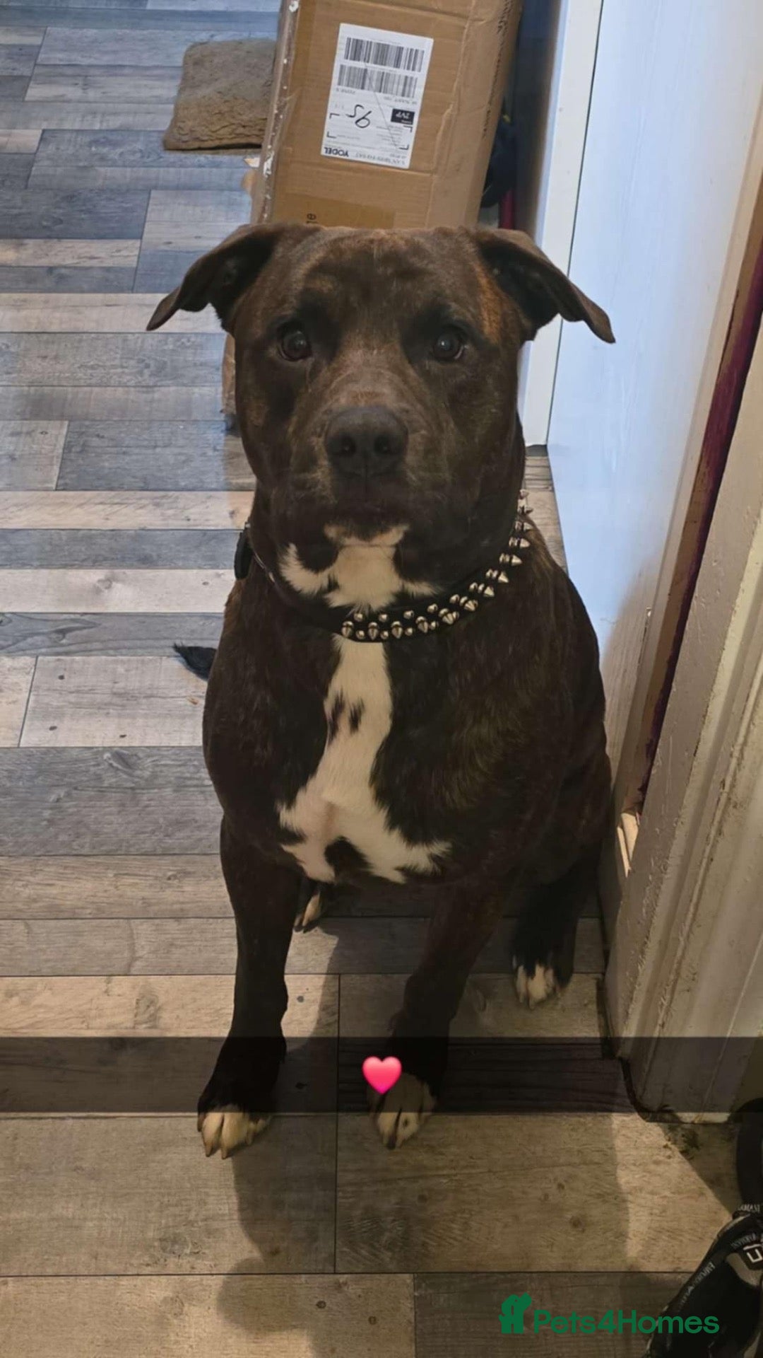 Mixed Breed dogs Crossed Staffordshire bull terrier  - Advert 1