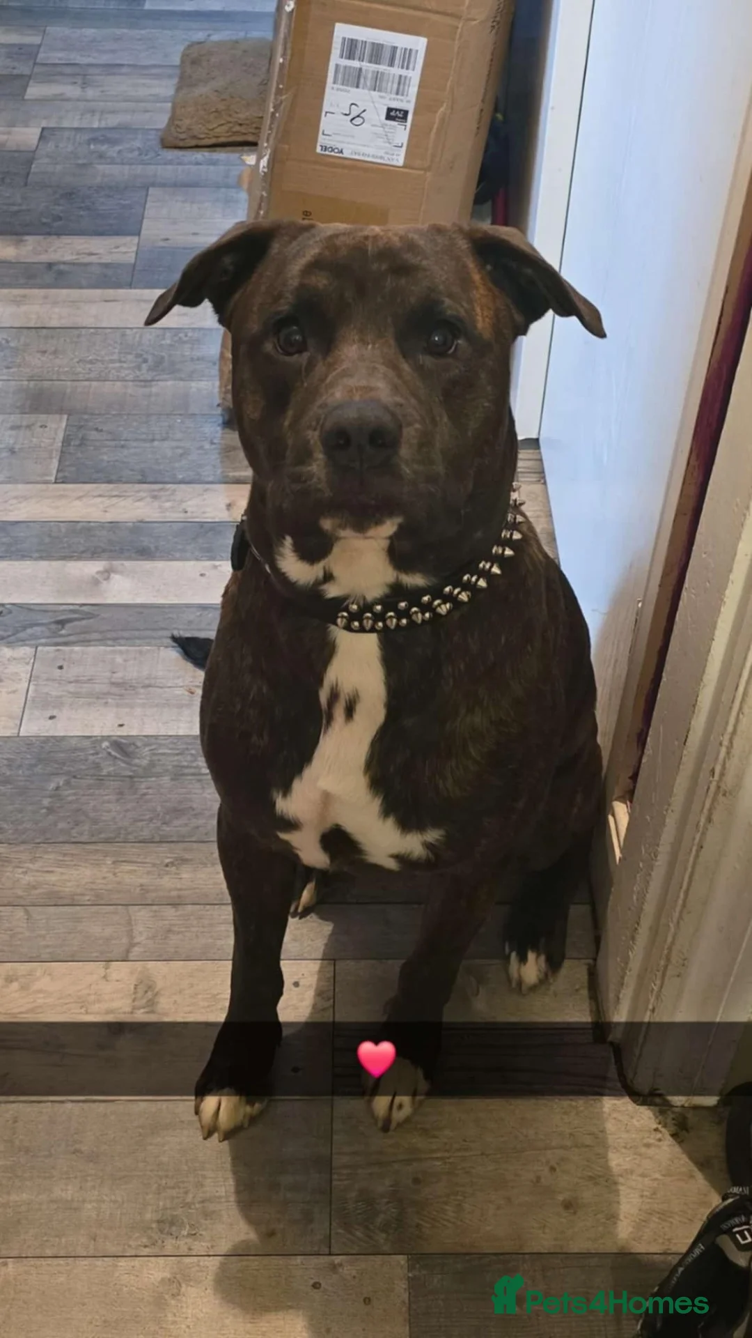 Mixed Breed dogs for sale: Crossed Staffordshire bull terrier  - Advert 1