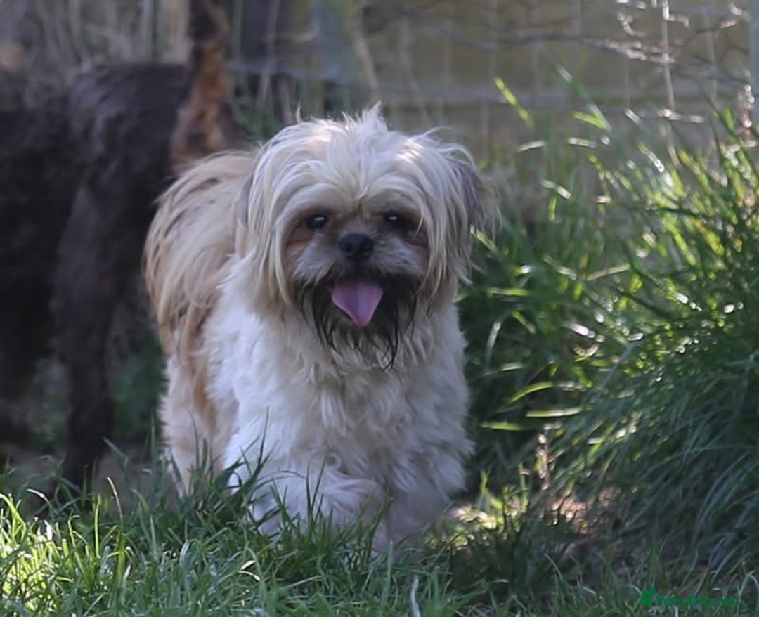 Shih Tzu dogs for stud: Jasper fully KC Registered  in York - Image 1