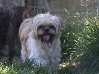 Shih Tzu dogs in York - Advert 6