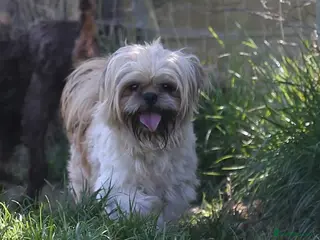 Shih Tzu dogs Jasper fully KC Registered in York - Advert 2