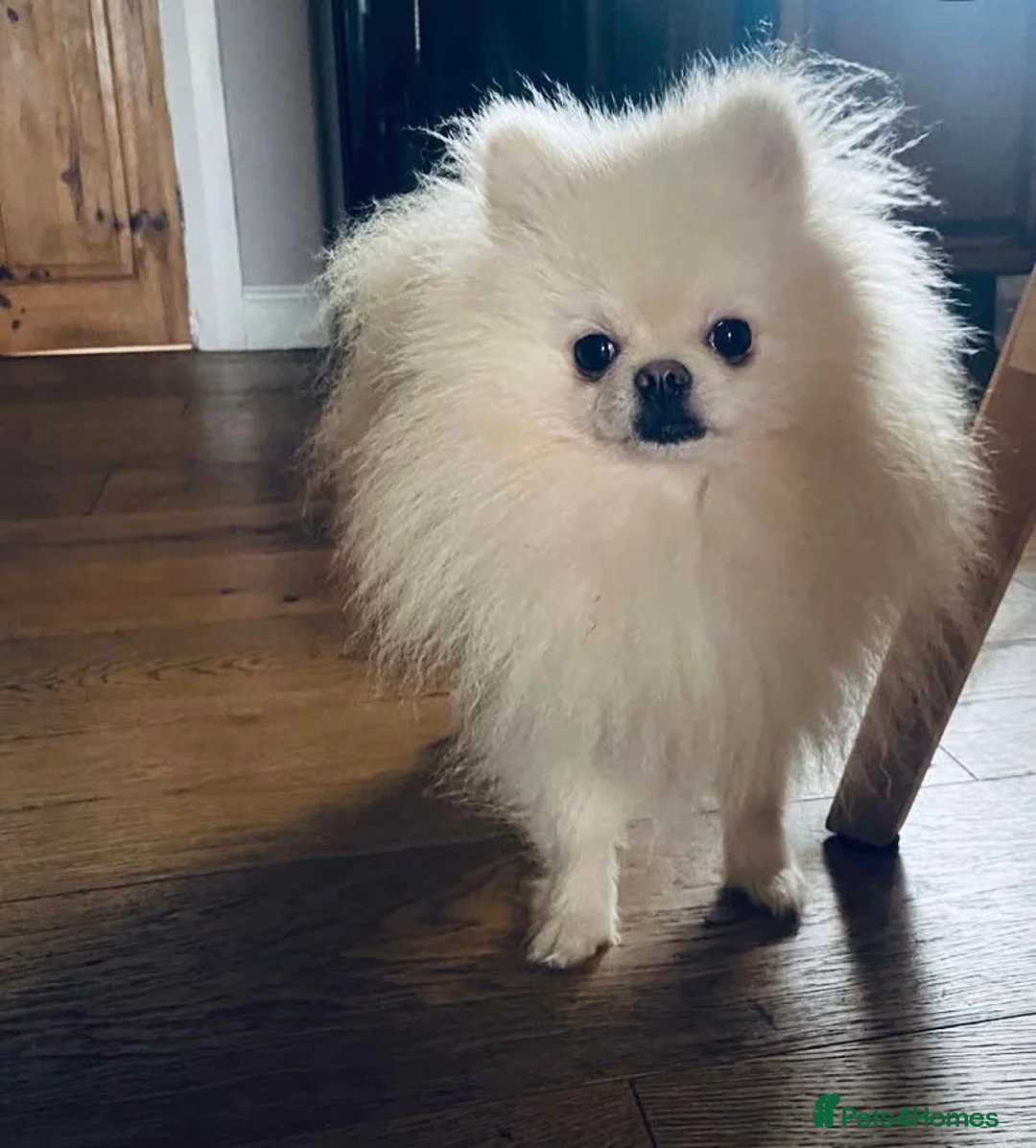 Pomeranian dogs for sale: White Pomeranian girl puppy - Advert 13