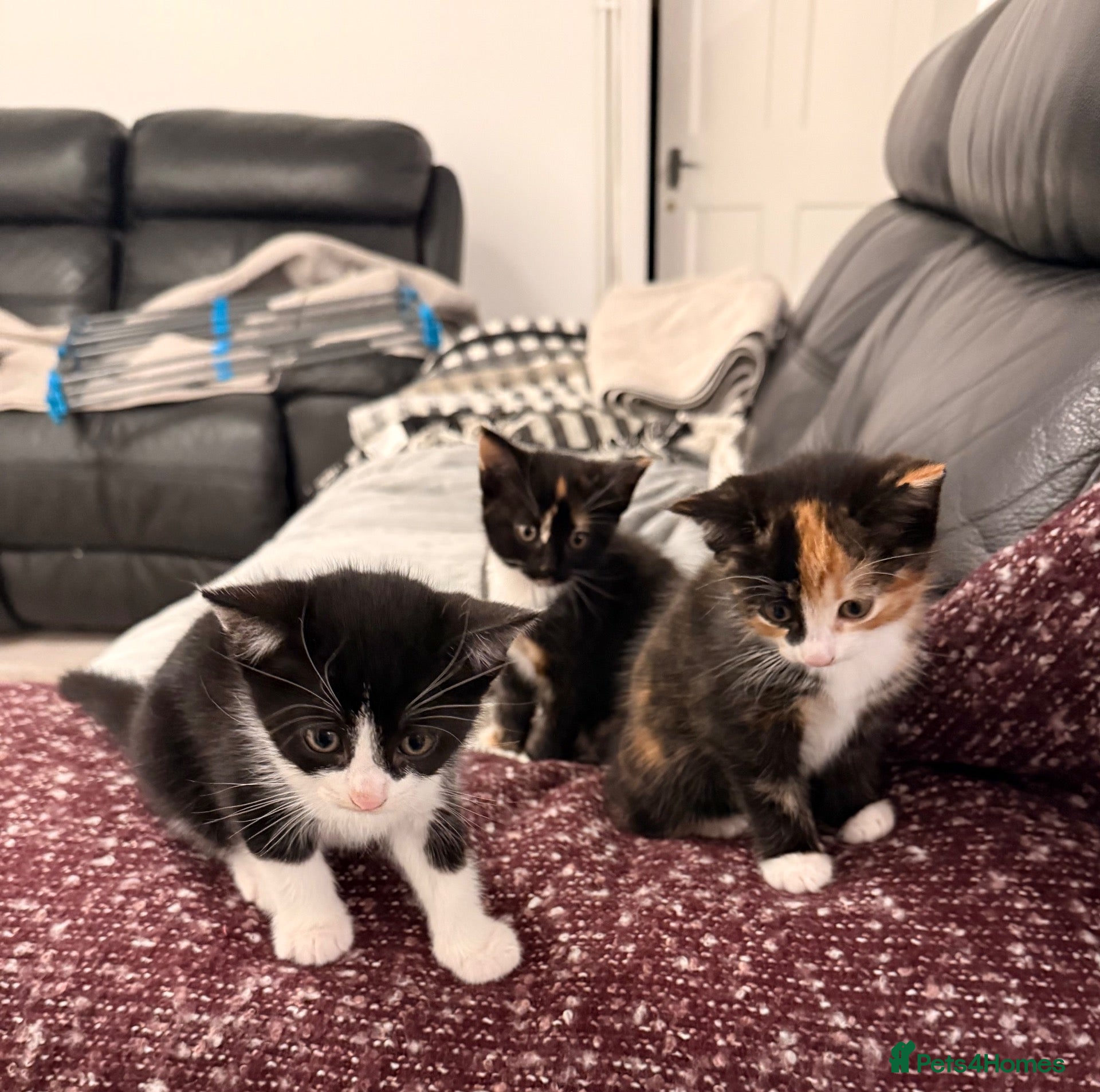 Mixed Breed cats for sale: Calico - Advert 11