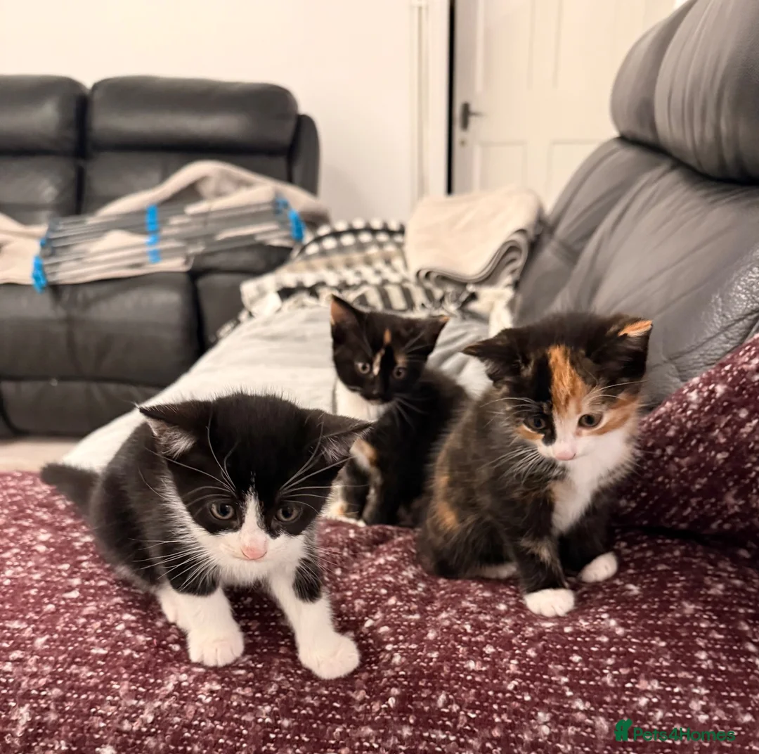 Mixed Breed cats for sale: Calico in Hounslow - Advert 1