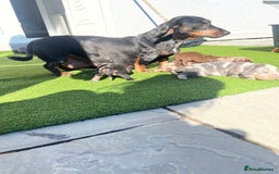 Dachshund dogs for sale: Dachshund puppies for sale  - Image 9