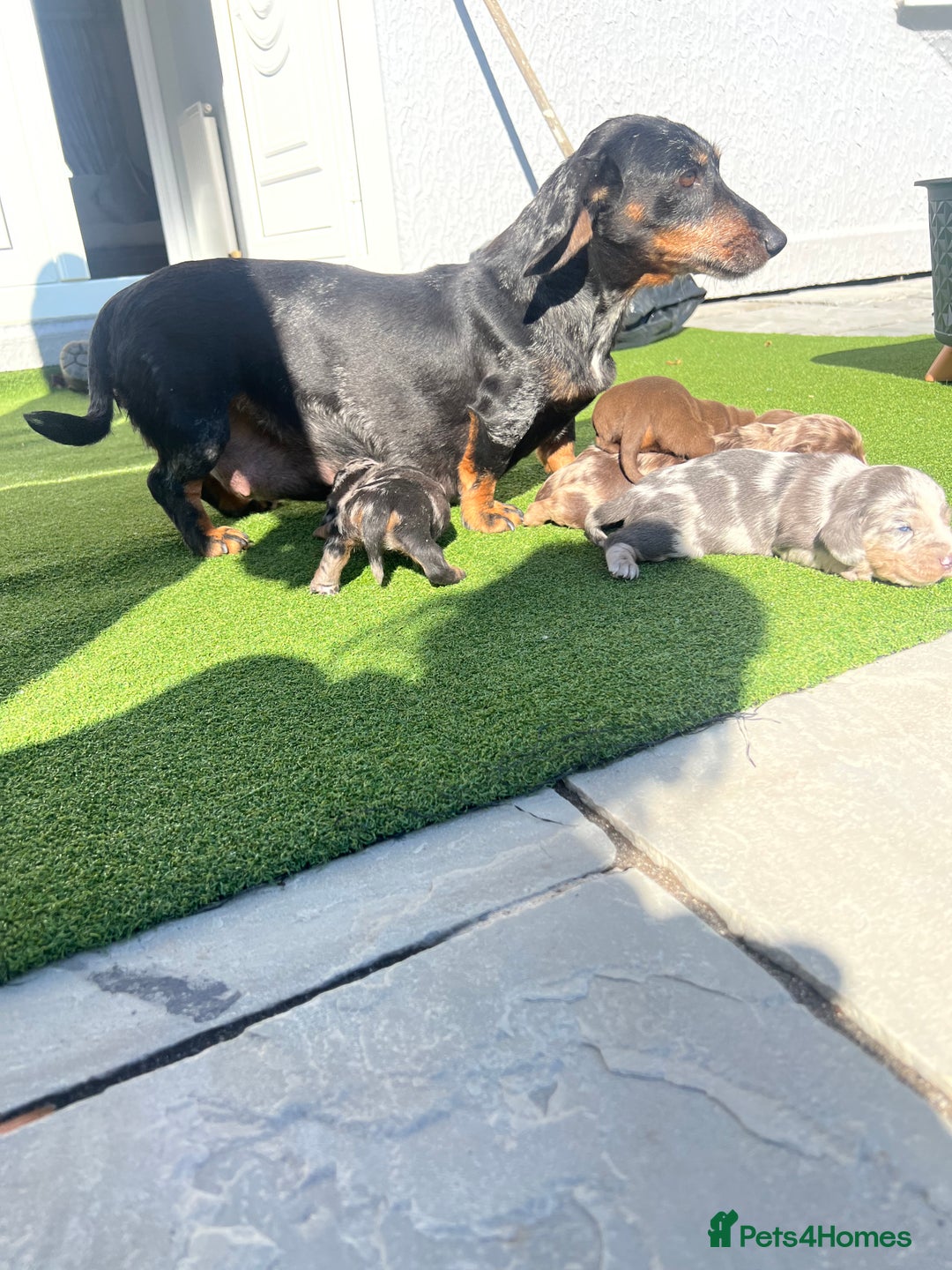 Dachshund dogs for sale: Dachshund puppies for sale  - Image 9