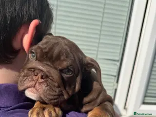 English Bulldog dogs Bettie X Sorento son of 007 ! - Advert 3