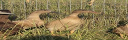 Ducks poultry for sale:  Ducklings Indian Runner Khaki Campbell Appleyard - Advert 2