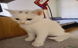 Domestic Shorthair cats for sale: Two female kittens looking for their forever homes - Image 18