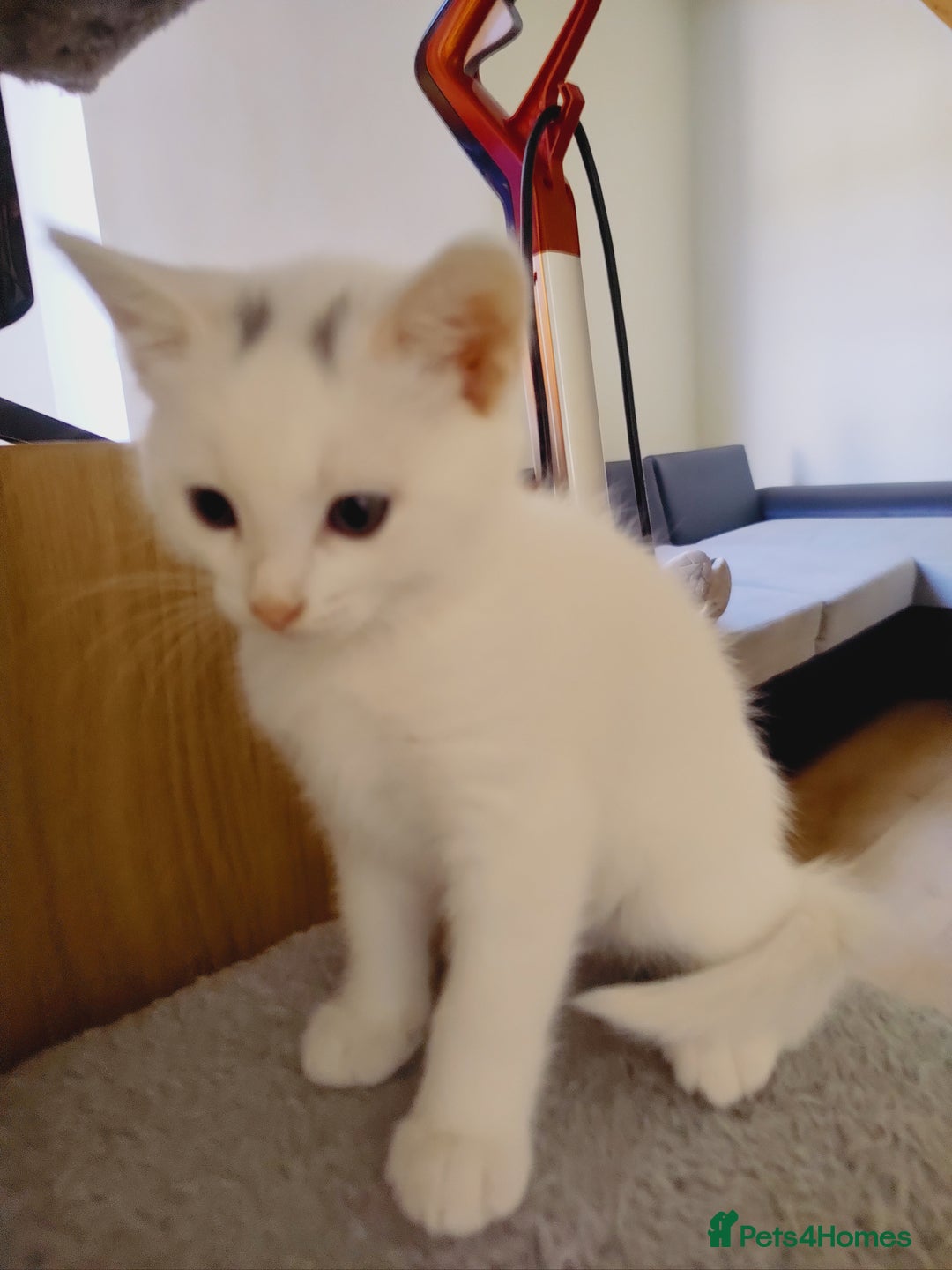 Domestic Shorthair cats for sale: Two female kittens looking for their forever homes - Image 18