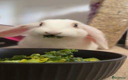 Mini Lop rabbits for sale: Friendly little bunny - Image 3