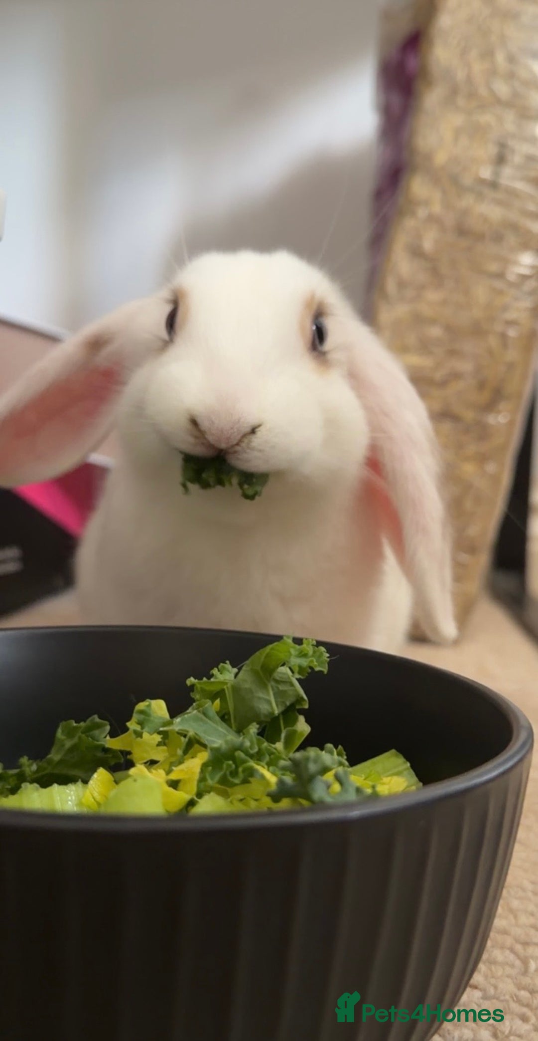 Mini Lop rabbits for sale: Friendly little bunny - Image 3