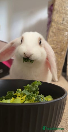 Mini Lop rabbits - Advert 12