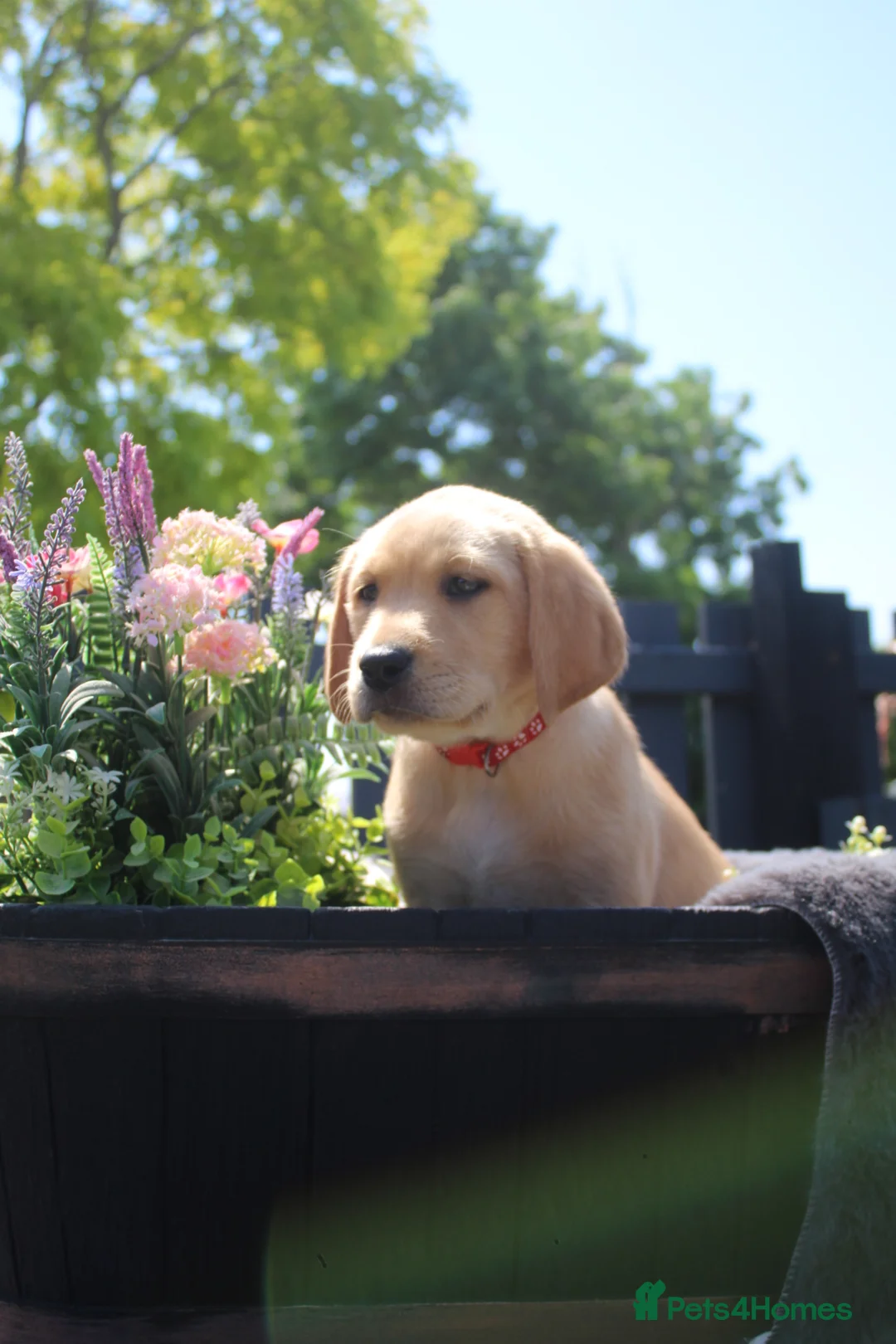 Labrador Retriever dogs for stud: KC REGISTERED LABRADOR FOR STUD ONLY  - Advert 4