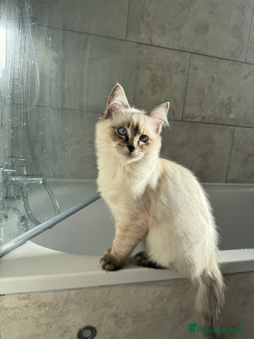 Ragdoll cats for sale: 2 Ragdoll babies available… NOW  - Advert 16