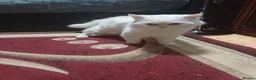 Persian cats for sale: Chinchilla Persian Male Cat For Sale - Advert 5