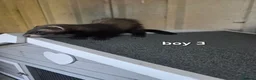 Ferret rodents for sale: 7 beautiful kits for sale  - Advert 12