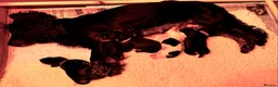 Cocker Spaniel dogs for sale: A beautiful litter of health tested, KC Reg cocker in Barnstaple - Advert 5