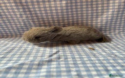 Mini Lop rabbits for sale: Pure bred mini lop babies  - Image 13