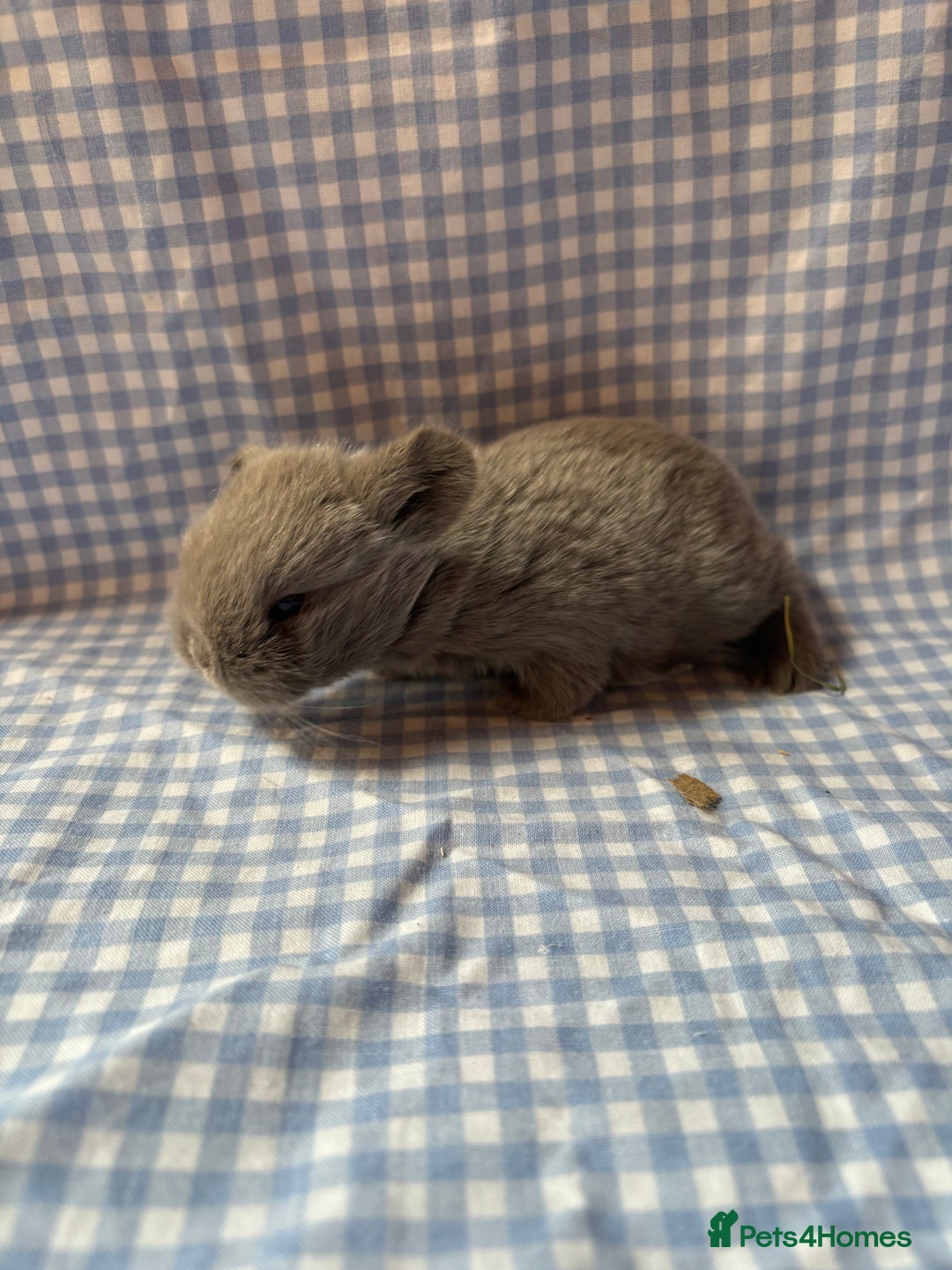 Mini Lop rabbits for sale: Pure bred mini lop babies  - Image 13