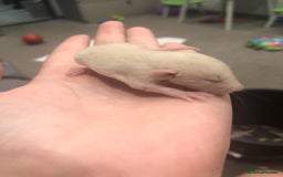 Rat rodents for sale: Rats for sale dumbo ear mother - Image 12