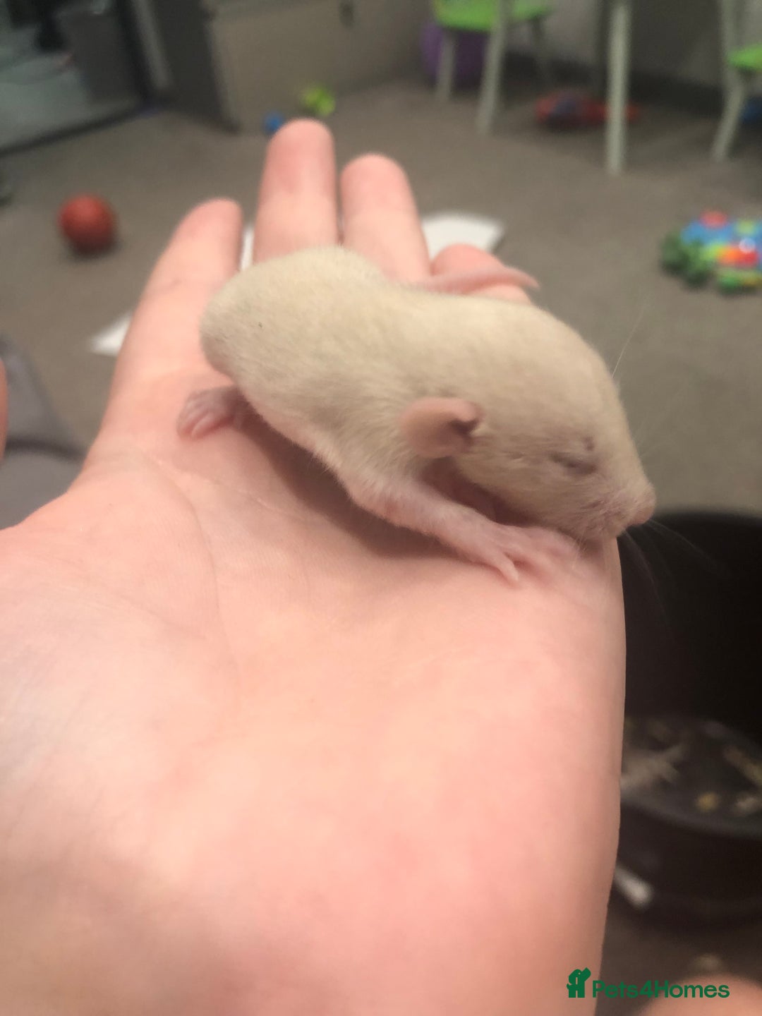 Rat rodents for sale: Rats for sale dumbo ear mother - Image 12