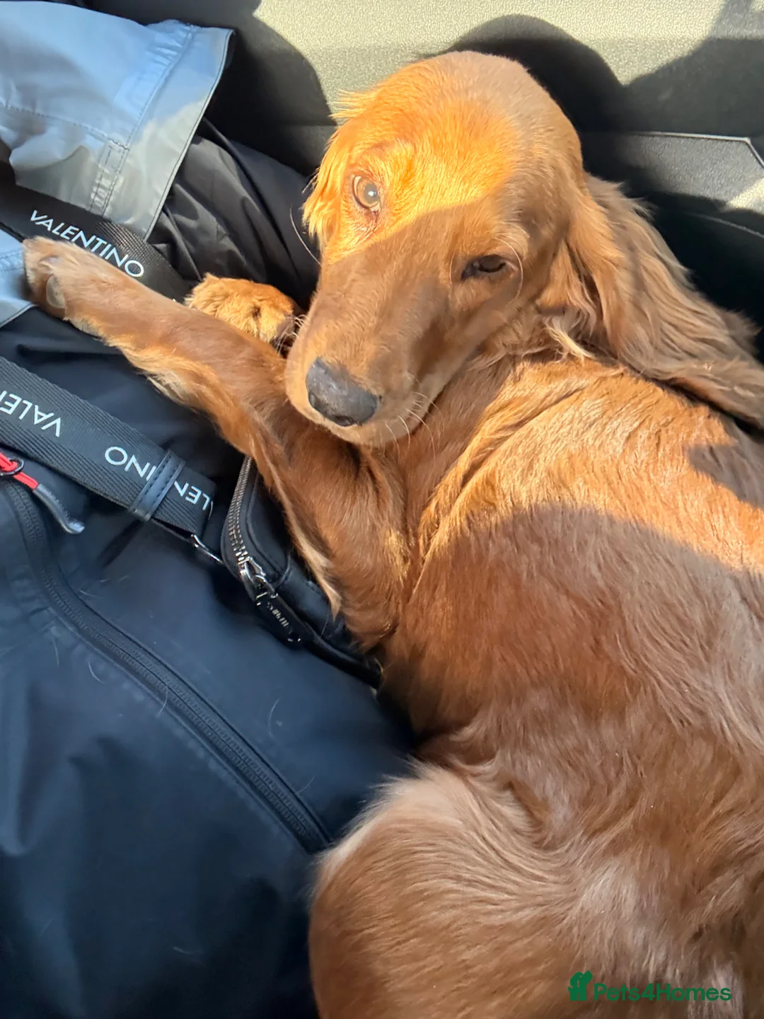 Cocker Spaniel dogs for sale: Apricot cocker spaniel  - Advert 4