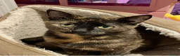 Mixed Breed cats for sale: 3 beautiful kittens for sale - Advert 1