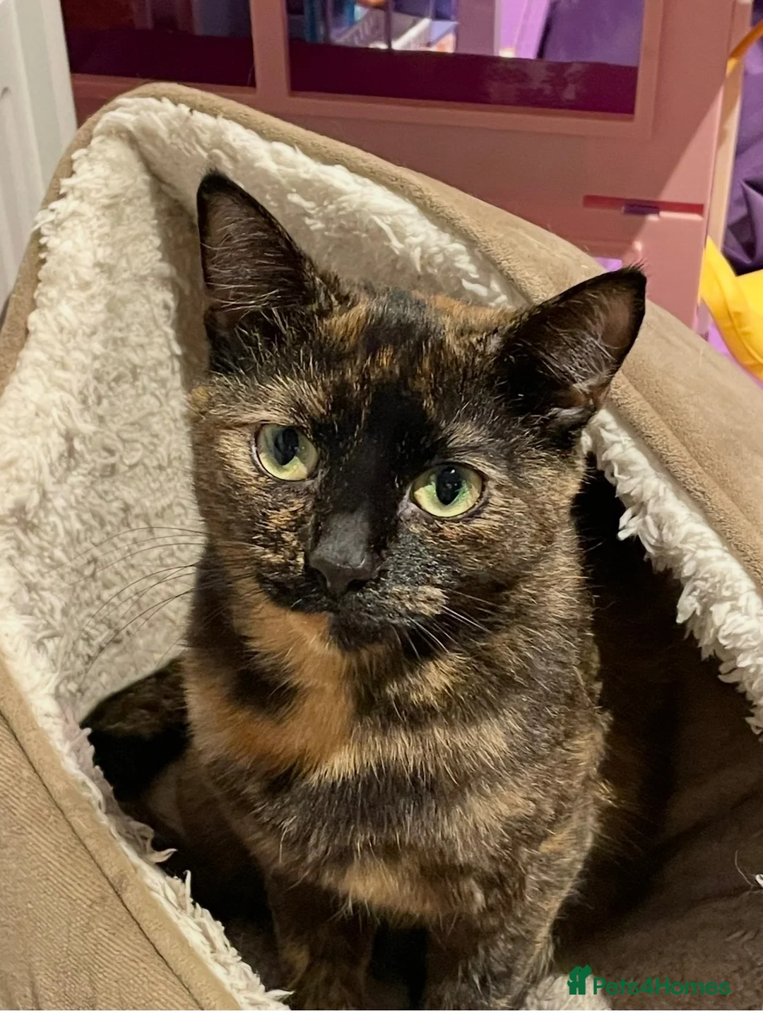 Mixed Breed cats for sale: 3 beautiful kittens for sale - Advert 1