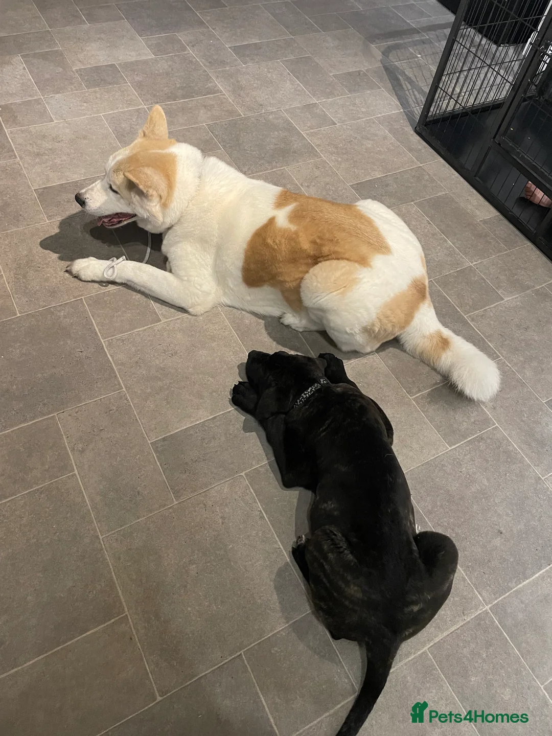 Cane Corso dogs for sale: 5 month old Cane Corso  - Advert 3