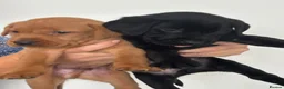 Labrador Retriever dogs for sale: DNA Clear KC Reg Exceptional Working Lines  - Advert 6