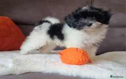 Cockapoo dogs for sale: Best Friend Sofa Companions 🥰 Fully vaccinated  - Image 1