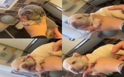 French Bulldog dogs for sale: French bulldogs  - Image 1