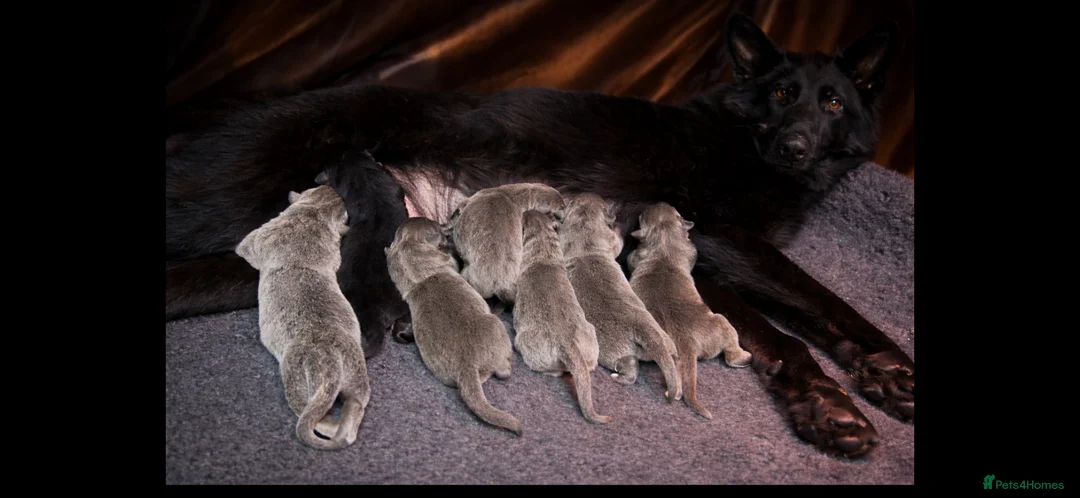 German Shepherd dogs for sale: Shawhead Shepherds  - Advert 1