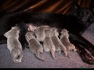 German Shepherd dogs Shawhead Shepherds - Advert 8